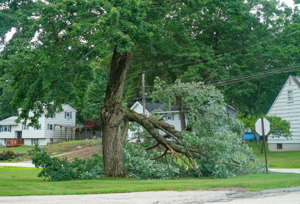 Best Emergency Tree Removal  in Colville, WA
